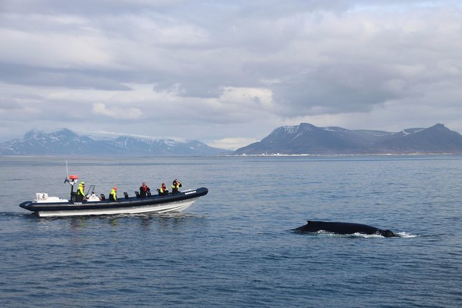 2-Hour RIB Boat Whale Watching Tour From Reykjavik