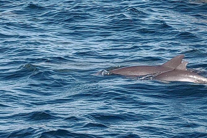 2 Hours Swim With the Dolphins in Panama City