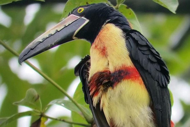 2-in-1 Arenal Combo Tour: Hanging Bridges, La Fortuna Waterfall - Inclusions of the Tour