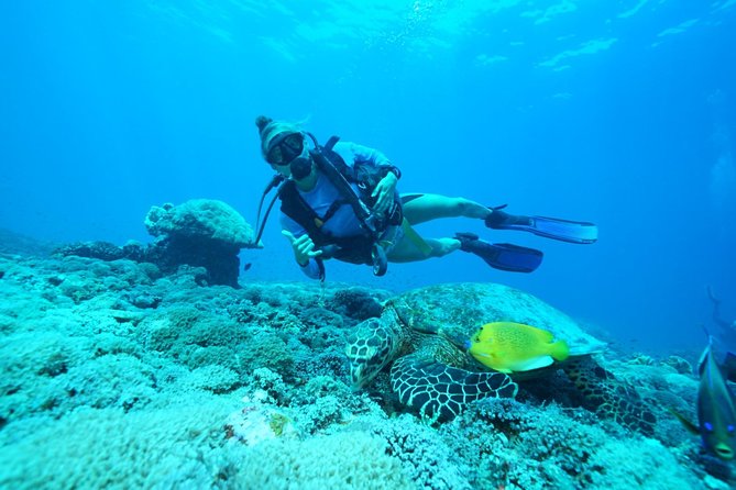 2 or 3 Dives in Nusa Lembongan and Penida, for Certified Diver (In Lembongan)