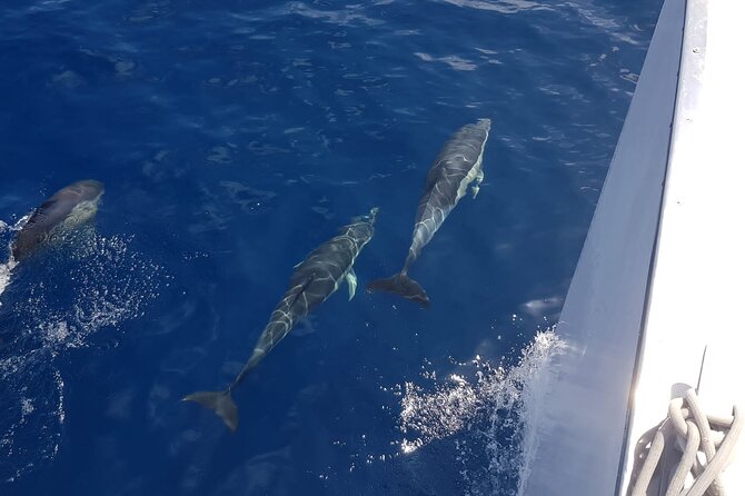 2hrs Dolphins Sunset Sailing Cruise With Drink