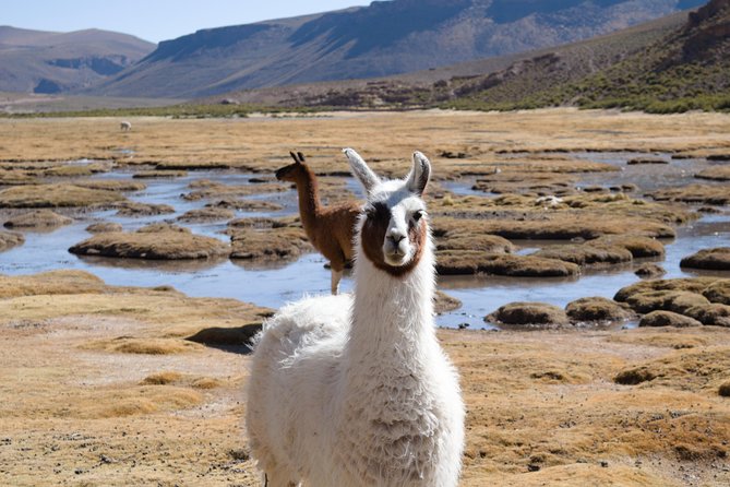 3-Day Tour to Salt Flats and Lagoons