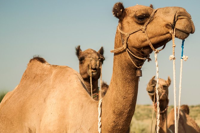 3 Days / 2 Nights Camel Safari