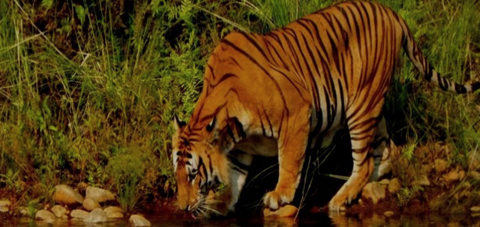 3 Days Bardiya Jungle Safari Tour From Kathmandu