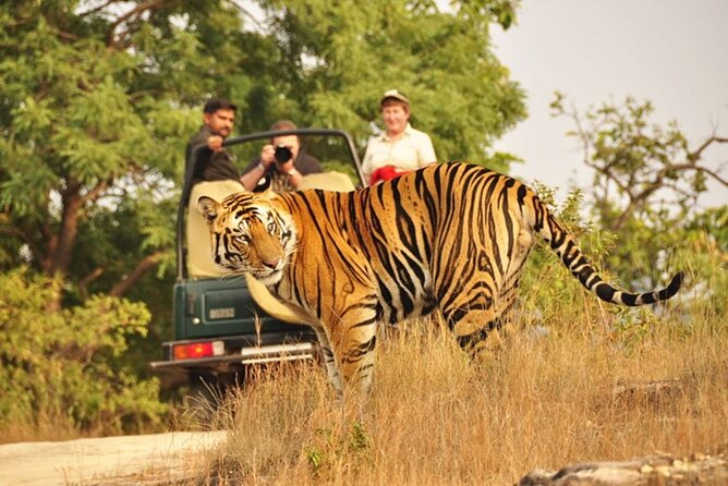 3-Hour Private Safari in Ranthambore Tiger Reserve