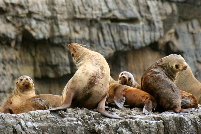 3-Hour Tasman Peninsula Wilderness Cruise From Port Arthur