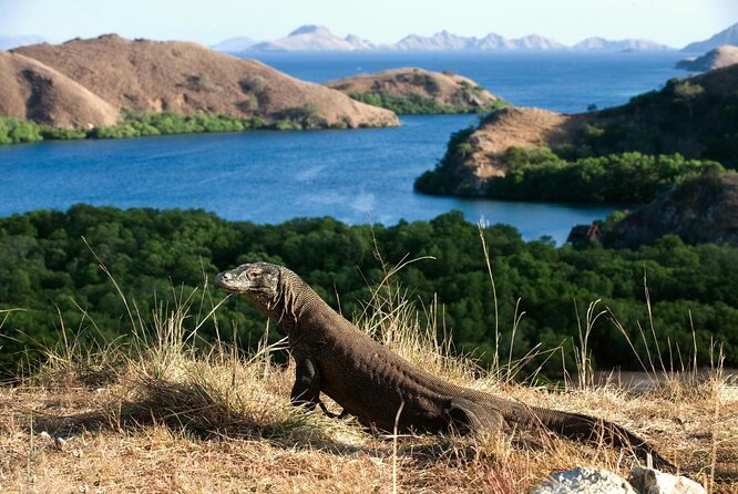 3Days Komodo Tour by Private Boat for 8 Pax