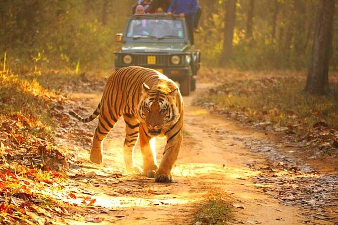 4-Day Private Ranthambhore Tiger Tour Including Delhi, Agra and Jaipur - Tour Overview