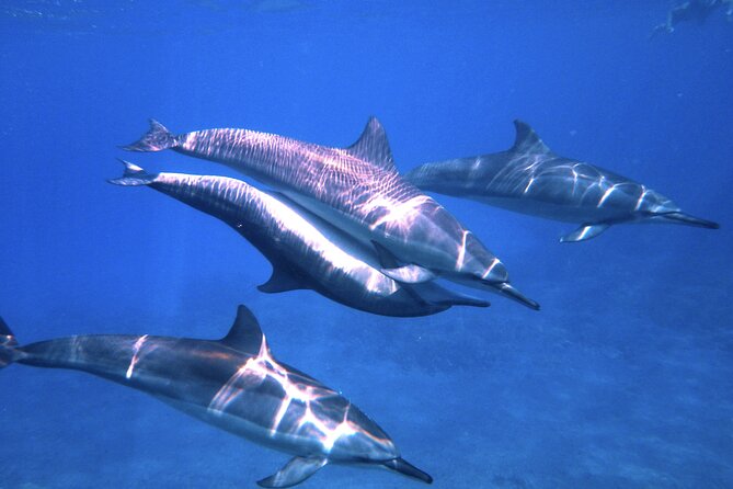 4-hour Kailua-Kona Ocean Kayak and Snorkel Tour