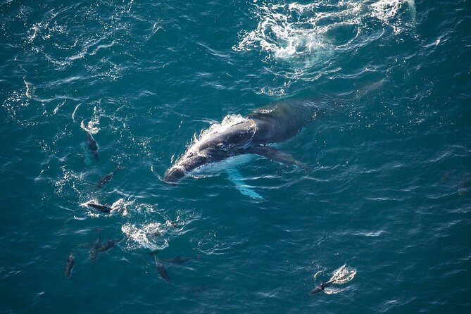 45 Minutes Whale Watching Ocean Safari Helicopter Tour Kaikoura