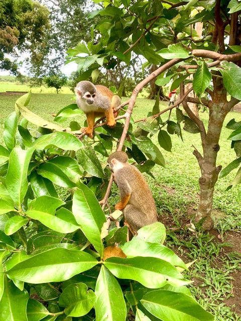 5-Day All Inclusive Guided Jungle Tour From Iquitos