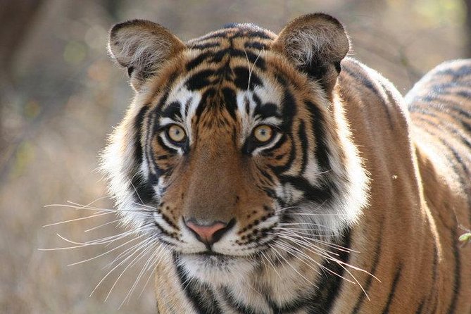 5-Day Ranthambhore Tiger Safari Tour From Delhi, Jaipur, Agra