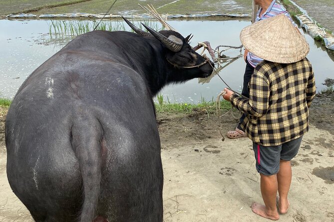 5-Hour Discovery Countryside by Cycling, Buffalo and Basket Boat