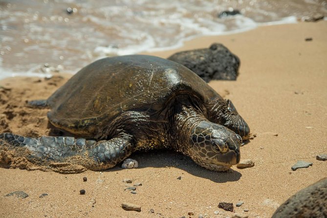 5-Star Oahu Sightseeing Tour With Local Food Included - Culinary Delights