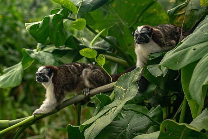 5hr Combo-Panama Canal Monkey Safari & Jungle Walk W/Local Brunch