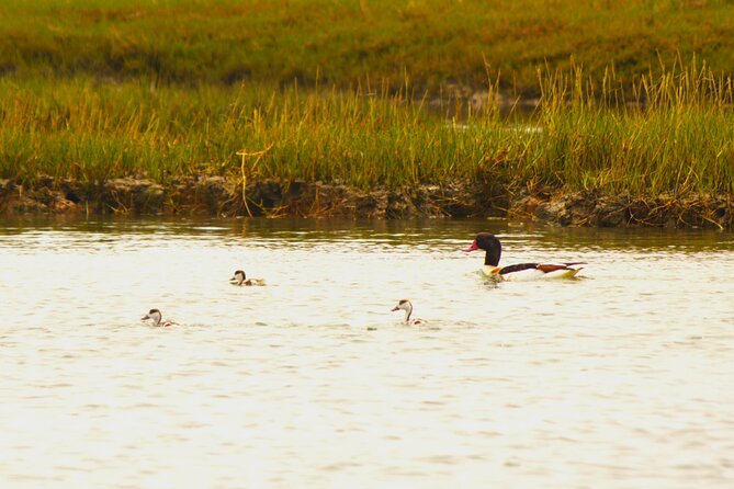 6 Hour Boat Tour Navigating Through the Islands of Ria Formosa National Park