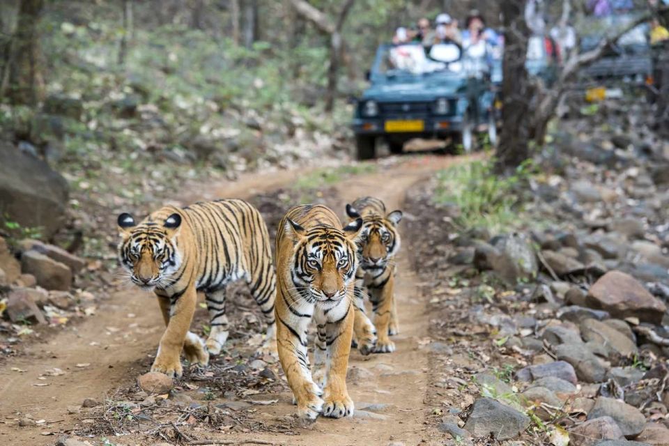 7-Day Golden Triangle Tour With Ranthambore Tiger Safari