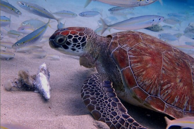 7-Hour Turtle Outback and Caves Tour