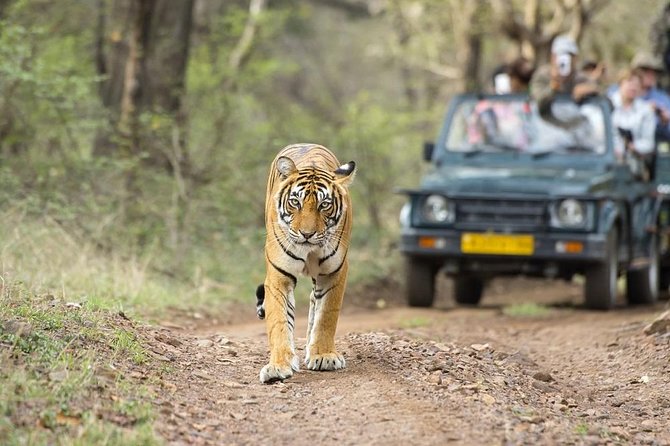 8 Days Private Golden Triangle Tour With Ranthambore