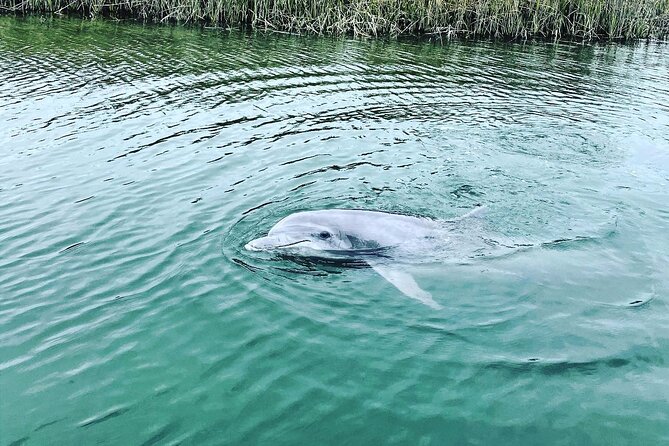 90 Minute Hilton Head Dolphin Tour - Tour Overview