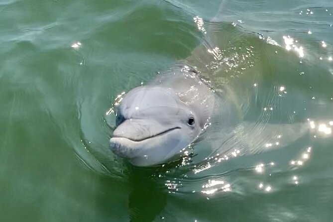 90-Minute Private Dolphin Tour in Hilton Head Island - Tour Logistics and Details