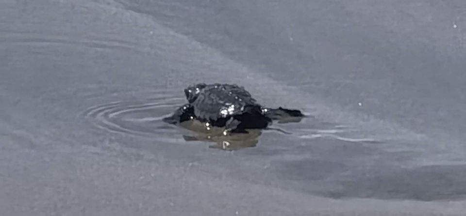 Acapulco: Baby Sea Turtle Release Experience With Pickup