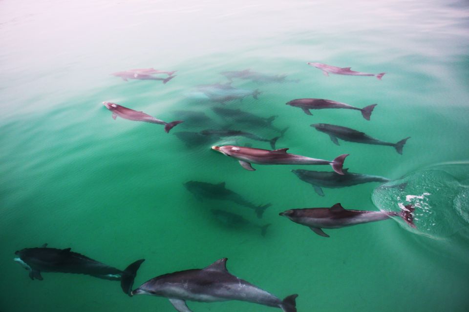 Adelaide: 3.5-Hour Swimming With Dolphins Experience