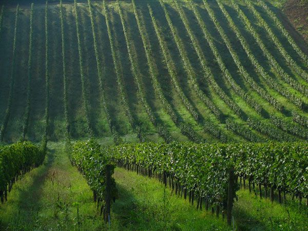 Afternoon Tour of the Chianti Wine Region in Tuscany - Exploring Chianti Countryside