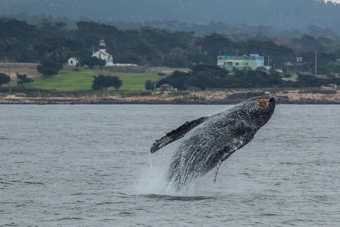 Afternoon Whale Watch