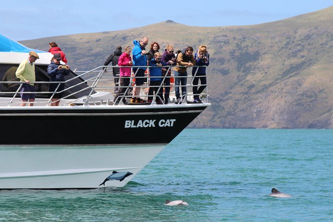 Akaroa Harbour Nature Cruise