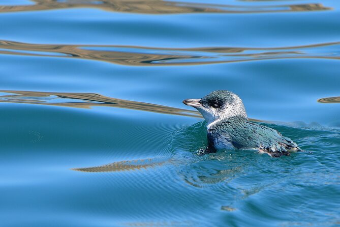 Akaroa Wildlife Cruise