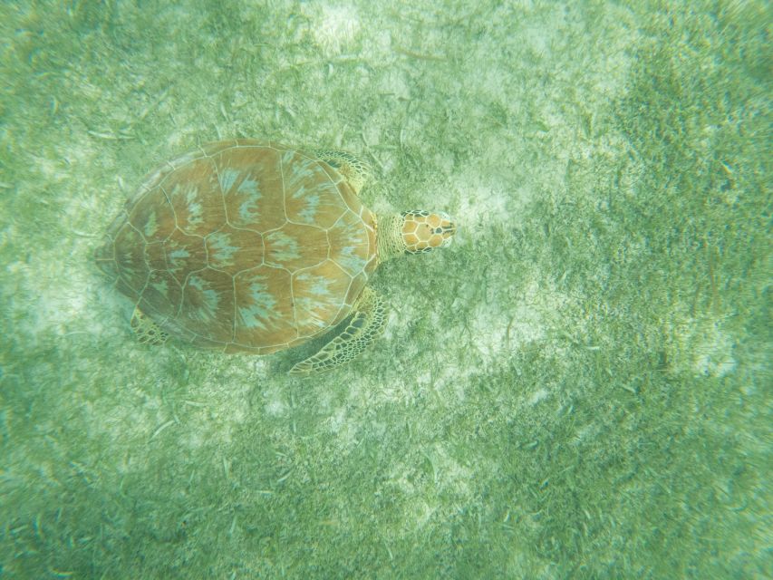 Akumal Beach: Swimming With Turtles Tour With Beach Time