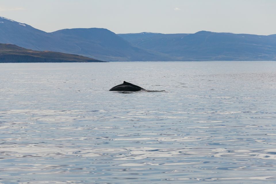 Akureyri: 3-Hour Classic Whale Watching Tour