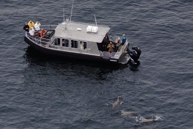 Alaska Whale Watching With Bonus Drone Viewing of Whales