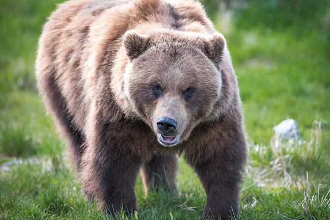 Alaska Wildlife Tour