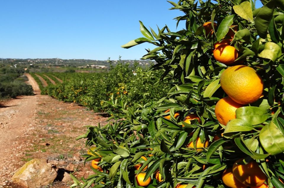 Albufeira: Full Day Safari Excursion in Algarve Mountains