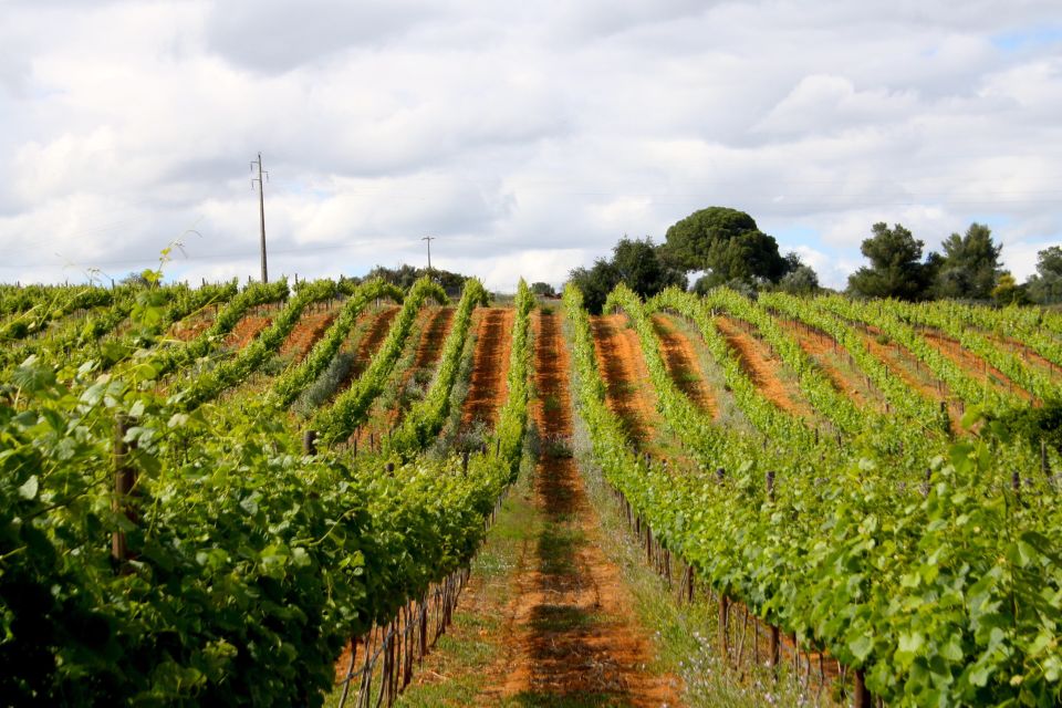 Algarve: 3 Types of Wine Tastings With Vineyard Views - Overview of Wine Tastings