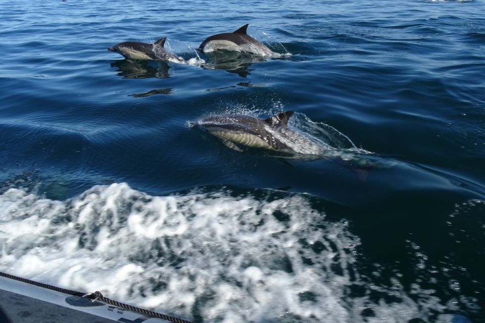 Algarve Dolphin Watching & Marine Life Eco Tour