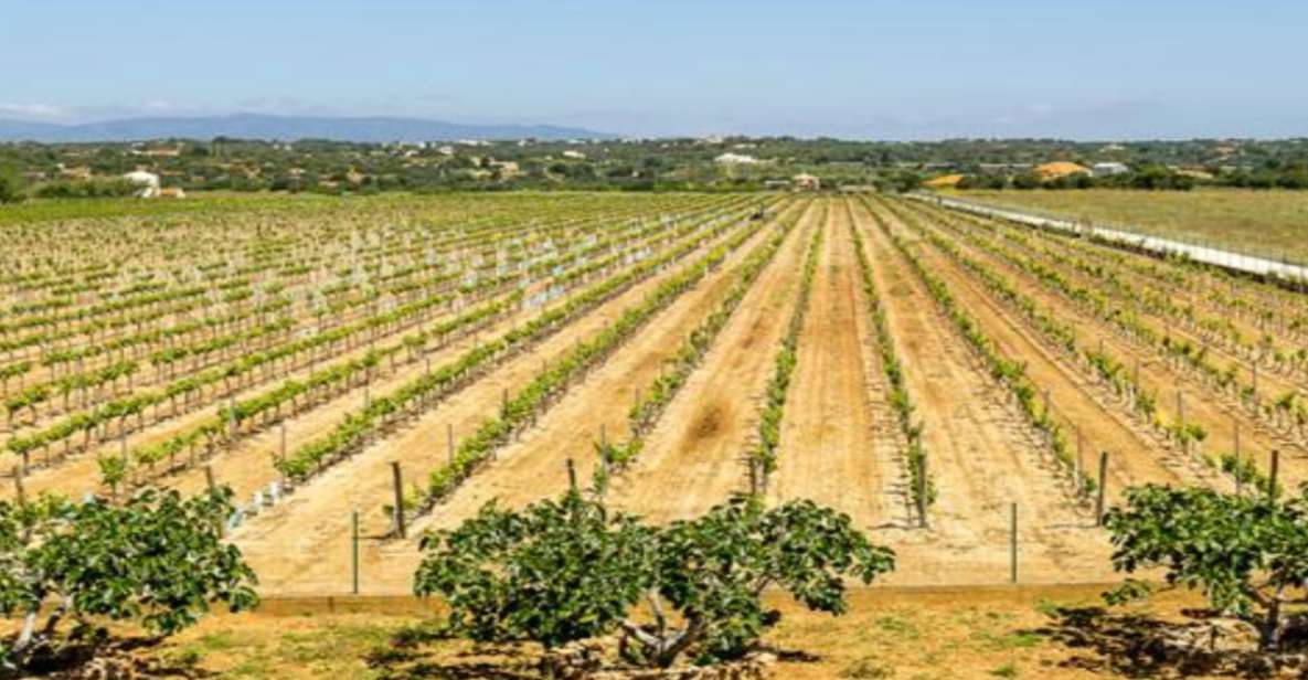 Algarves Classic Wine Tasting