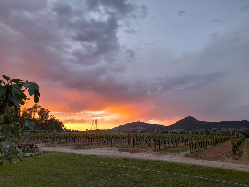 Alghero: Dinner in the Vineyard With Wine - Experience Overview