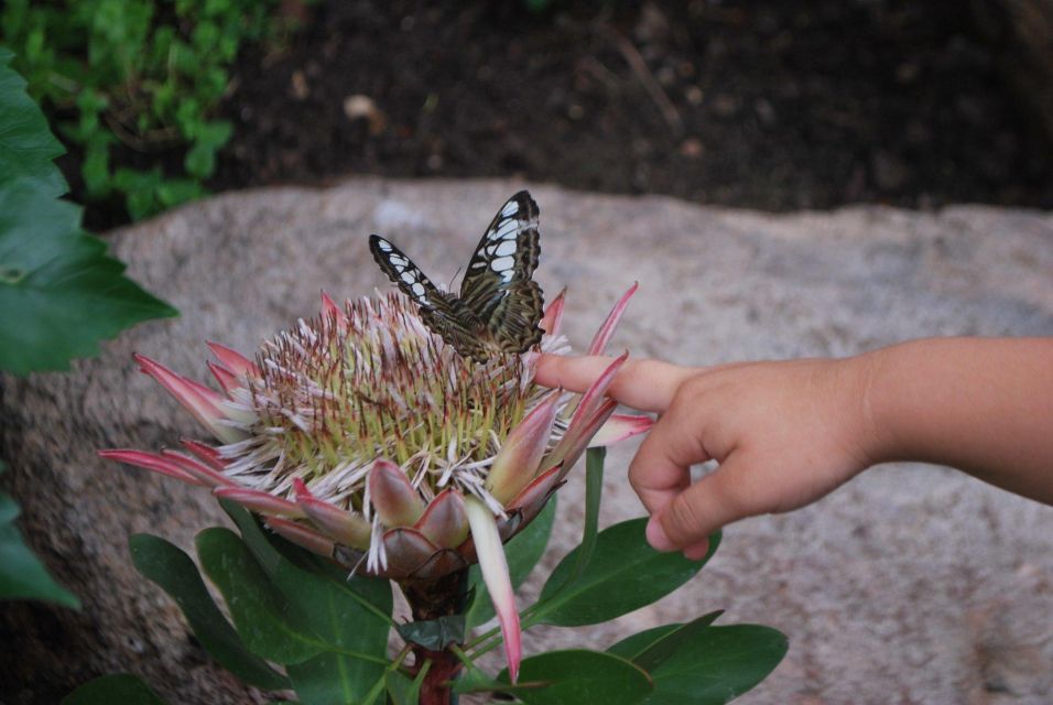 Alghero: Visit at the Butterfly House