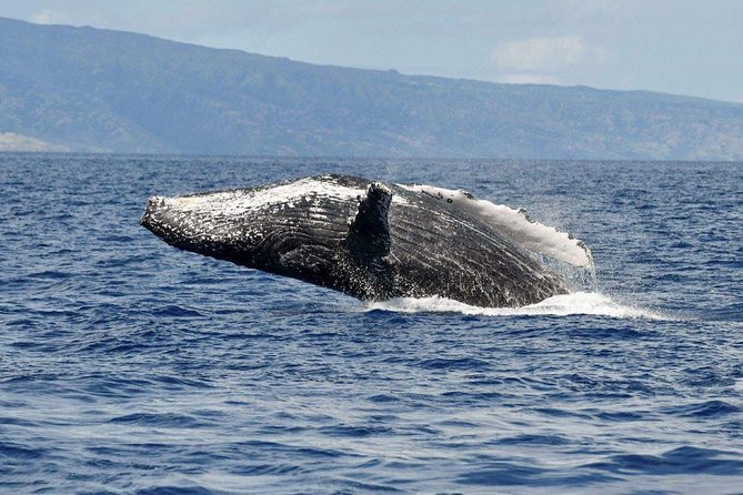 Alii VIP Whale Tour