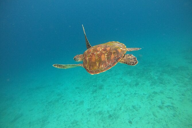 All Inclusive Snorkeling at Blue Lagoon With Lunch