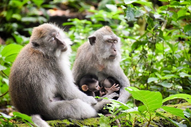 All Inclusive Ubud Tour With 15 Sitter Van