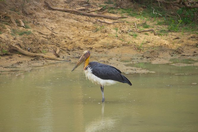 All Inclusive Yala National Park Jeep Safari From Colombo