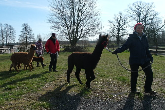 Alpaca Hike in the Barnimer Feldmark - What to Expect During the Hike