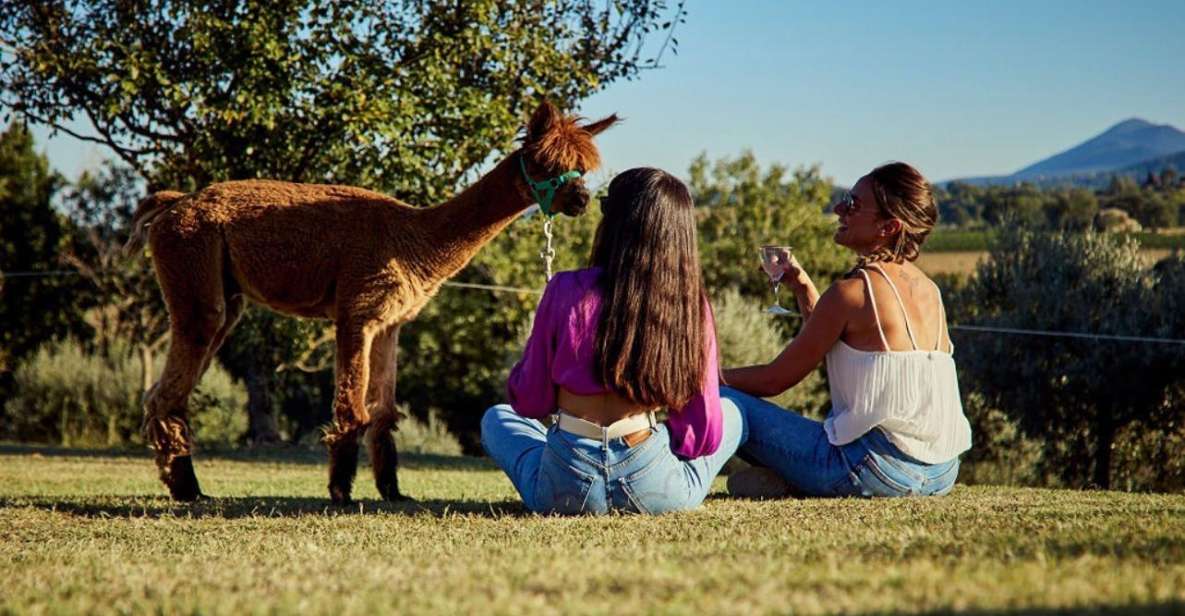 Alpaca Trek in Valdichiana Senese