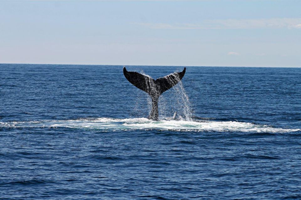 Alta: Alta Fjord Whale Watching Tour