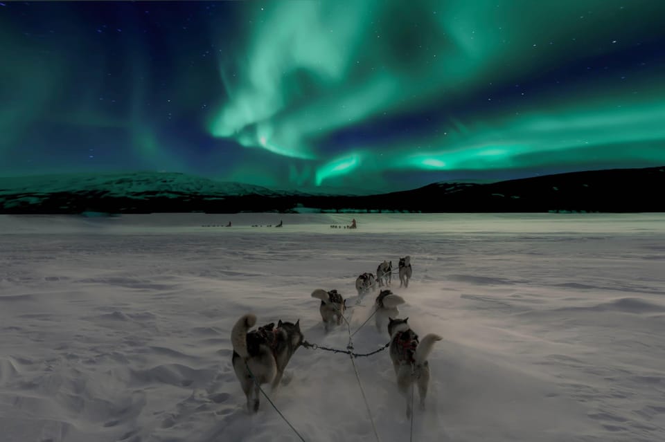 Alta: Dog Sledding Trip Under the Northern Lights