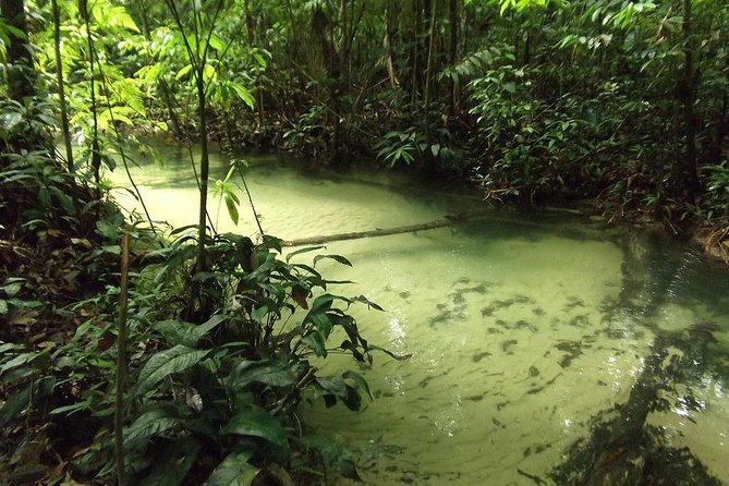 Alter Do Chão FLONA Jamaraquá Tour - Tour Overview